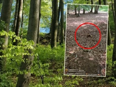 Poszedł na grzyby, pokazał, co znalazł. "Ja dziękuję, ale to jest wielkie"