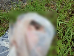 Martwy kot w reklamówce w Jaworzu. Ktoś porzucił truchło przy drodze