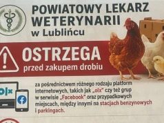 Nie kupuj drobiu z niepewnego źródła. Weterynarz ostrzega przed zagrożeniem!