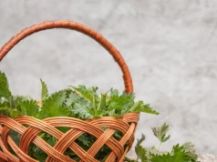 Ma więcej żelaza niż szpinak. Większość z nas uważa ją za chwast