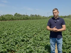 Truskawki w trakcie zbiorów. Deszcz zwiększa ryzyko wystąpienia szarej pleśni!