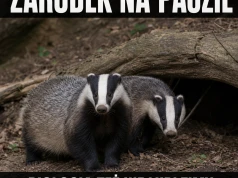 Zarodek kliknął drzemkę do wiosny