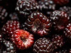 Zbijają wysoki cholesterol, wzmacniają serce. Takich malin szukaj w sklepie i na targowisku