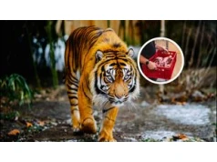 Szukają ludzi do pracy w zoo. Tyle płacą za karmienie tygrysów