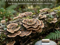 Yunzhi (Trametes versicolor) in Cancer Support: The Registered Chinese Drug, Evidence, and Safe Use