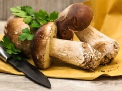 Mało kto ich szuka, a smakują obłędnie. Rosną pod konkretnymi drzewami