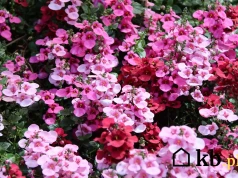 Zapomnij o pelargoniach. Ta roślina robi furorę na balkonach i tarasach w 2026