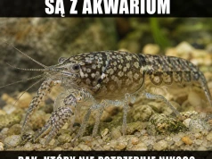 Akwarium odblokowało raka z Ctrl+C
