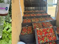 Ceny truskawek w górę. Pogoda ogranicza podaż