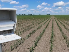 Omacnica prosowianka w kukurydzy. Czy chłodna wiosna opóźni nalot i zmyli rolników?