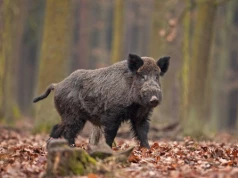 Apel o ostrożność i odpowiedzialność w sprawie ASF