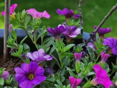 Sadzę na balkonie zamiast petunii. Balkon wygląda jak dżungla aż do jesieni