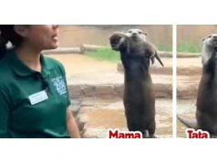 Mama wydra z dumą pokazała gościom zoo swoje młode, a tata zaprezentował to, co jest drogie dla niego