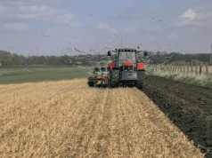 Żurawie niszczą kukurydzę. Ministerstwo chce płacić rolnikom za szkody