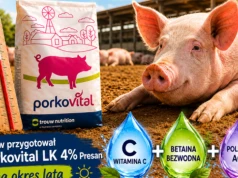 Stres cieplny u loch – jak Porkovital LK 4% Presan pomaga chronić wyniki produkcyjne podczas upałów