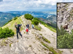 Niedźwiedź przeciął turystom drogę. Pojawiły się ostrzeżenia