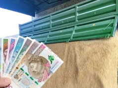 Ceny zbóż: strat nie da się odrobić. Świnie runęły, nawozy znów drożeją