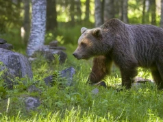 Niedźwiedź zauważony w powiecie tarnowskim. Władze apelują o ostrożność