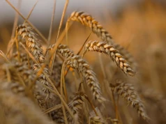 USDA podnosi zbiory pszenicy, ale cała ta dodatkowa ilość zostanie zjedzona