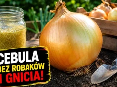 Wsyp to na grządkę. Genialny sposób na gigantyczne cebule bez robali