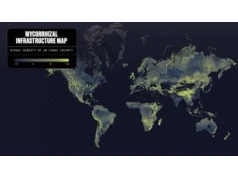 Mapa ujawnia sieć grzybów. Jest tak ogromna jak 10 proc. Drogi Mlecznej