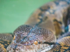 Odnalazł ciało żony w paszczy gigantycznego pytona