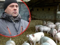 Animex odstępuje od obniżek cen tuczników. Terka: to będzie test dla innych zakładów