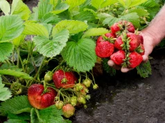 Nowy trend w sprzedaży truskawek podbija Polskę. Dla niektórych to ostatnia deska ratunku
