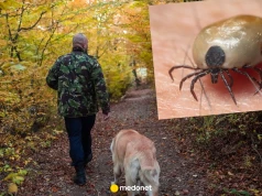 Psia choroba zagraża też ludziom. Takie są objawy babeszjozy