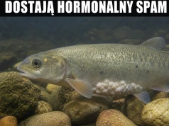 Ryby dostały update z kibla