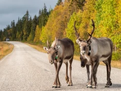 Finlandia kusi turystów. Zaprasza na letnie poszukiwanie złota