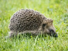 Tupta nocą i niszczy turkucie. Jak zwabić tego sympatycznego zwierzaka do ogrodu?