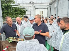 Nowe odmiany i hybrydowa ochrona. Co dziś liczy się w truskawce?