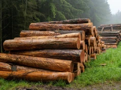 Drewno tańsze o 500 proc. Przecierają oczy ze zdumienia
