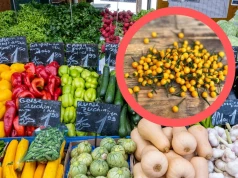 74 tys. zł za kilogram. Tyle kosztuje najdroższe warzywo na świecie