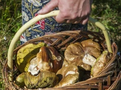 Wysyp grzybów w okolicy Krakowa. W tych lasach obrodziło po deszczu
