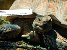 Projekt zazielenienia Sahary przyśpieszył, od kiedy pomagają żółwie