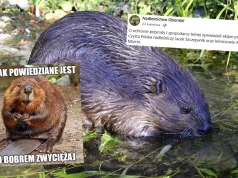 Oborniki: ktoś chciał przepędzić bobry niszcząc im tamę, w akcie zemsty zbudowały 7 kolejnych