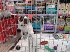 Pies w klatce w galerii handlowej czeka na adopcję. Internauci: wydać, że jest wystraszony