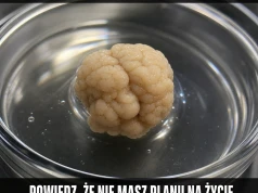 Biologia odpaliła mózg bez pytania