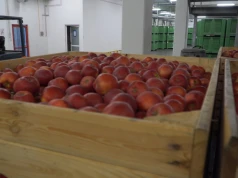 Gotówka od ręki czy 60 dni oczekiwania? Sprzedają jabłka z komór, a na pieniądze czekają…