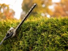 Sąsiad zawsze chwyta za nożyce pod koniec czerwca. Zrozumiałam, dlaczego jego tuje są tak gęste
