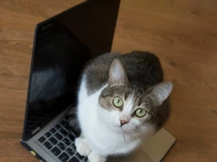 Dlaczego kot kładzie się na laptopie? To największy komplement dla opiekuna