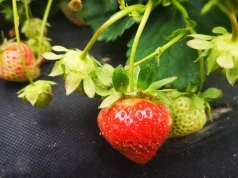 Uwaga na szarą pleśń w truskawkach! Warunki do rozwoju choroby są bardzo dobre