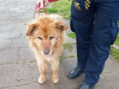 Samotny, kulejący pies na dworcu. Ucieczka czy porzucenie?