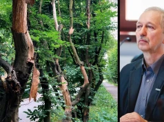 Umierają graby przy ul. Kościuszki w Legnicy. Radny Adam Wierzbicki bije na alarm