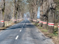 Chcą wyciąć niemal 7 tys. przydrożnych drzew. Podobno są niebezpieczne
