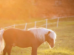 Kucyk zamknięty w osobówce. OTOZ Animals: bezduszność systemu poraża