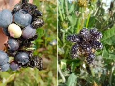 Jeszcze niedawno był rzadkością. Dziś ten szkodnik atakuje zboża