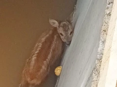 Bambi w tarapatach. Młoda sarenka utknęła w głębokim wykopie w Olsztynie